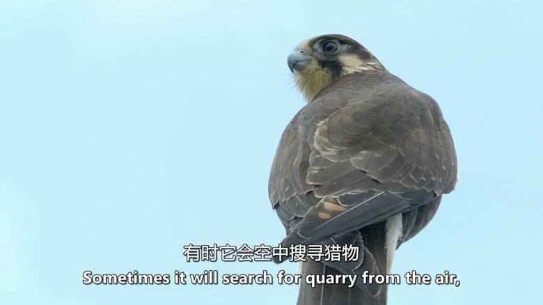 美国纪录片《澳洲野鸟 Wild Birds of Australia 2016》全4集 英语中英双字 无水印纯净版 1080P/MKV/7G 澳大利亚鸟类插图4 美国纪录片《澳洲野鸟 Wild Birds of Australia 2016》全4集 英语中英双字 无水印纯净版 1080P/MKV/7G 澳大利亚鸟类插图4