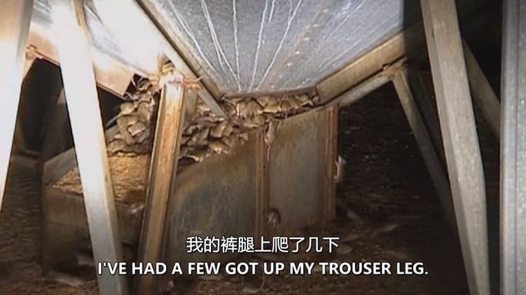 探索频道《害虫入侵！Infested! 2011》全3集 英语中英双字 无水印纯净版 1080P/MKV/6.35G 昆虫入侵插图4