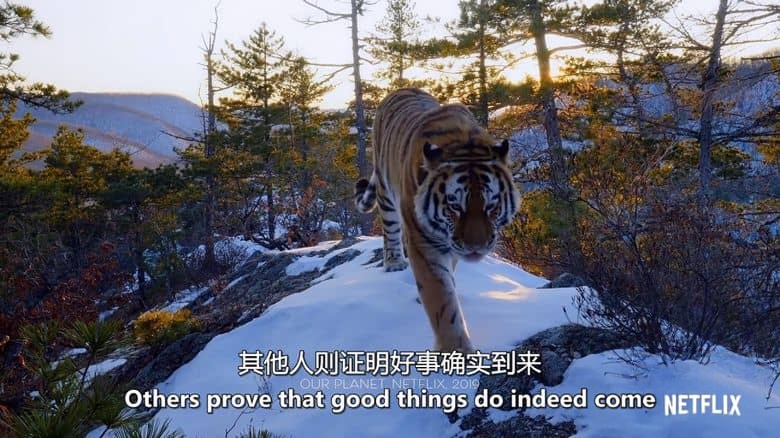 英国纪录片《大卫·爱登堡：地球上的生活 David Attenborough: A Life on Earth 2023》英语中英双字 无水印纯净版 1080P/MKV/2.57G 英国国宝级人物插图4