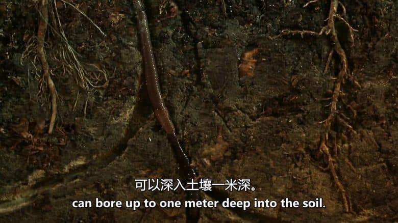 美国纪录片《地下的隐秘生命 Secret Life Underground 2014》全2集 英语中英双字 无水印纯净版 1080P/MKV/7.11G 地下生物插图2