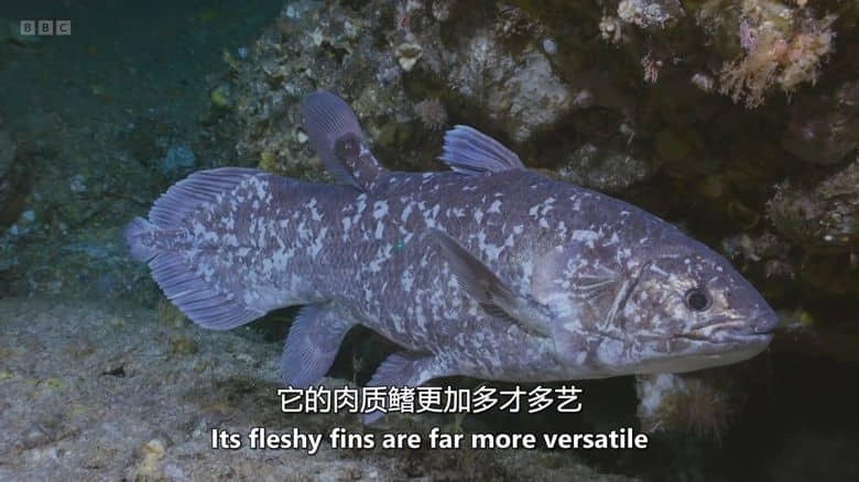 BBC纪录片《深海秘境:腔棘鱼王国 Kingdom of the Coelacanth 2025》英语中英双字 无水印纯净版 1080P/MKV/1G 深海秘境插图6 BBC纪录片《深海秘境:腔棘鱼王国 Kingdom of the Coelacanth 2025》英语中英双字 无水印纯净版 1080P/MKV/1G 深海秘境插图6
