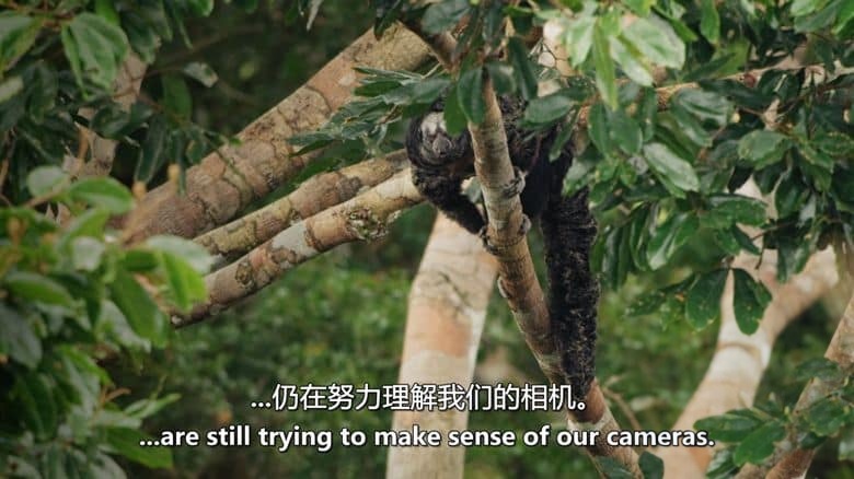 PBS纪录片《解密亚马逊丛林 Undercover in the Jungle 2019》英语中英双字 无水印纯净版 1080P/MKV/3.39G 丛林卧底插图3