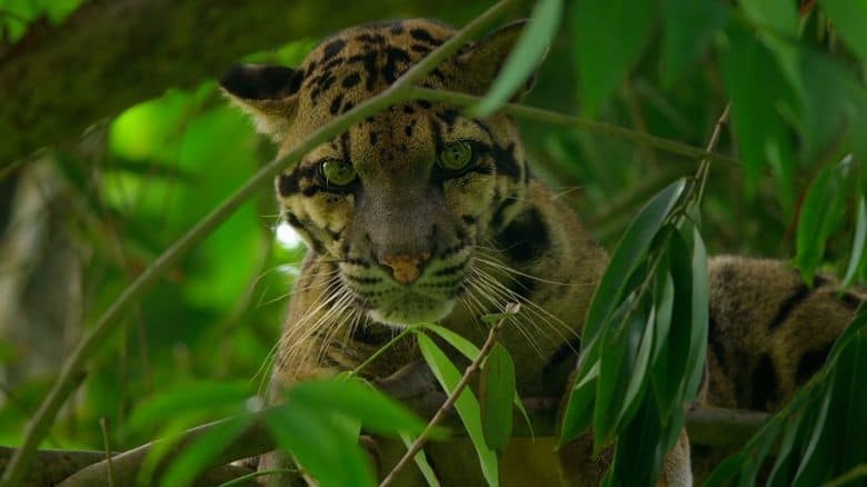 国家地理《印度狂野大猫 Wild Cats of India 2020》全2集 英语多国字幕 无水印纯净版 1080P/MKV/5.4G 印度猫科动物插图3 国家地理《印度狂野大猫 Wild Cats of India 2020》全2集 英语多国字幕 无水印纯净版 1080P/MKV/5.4G 印度猫科动物插图3