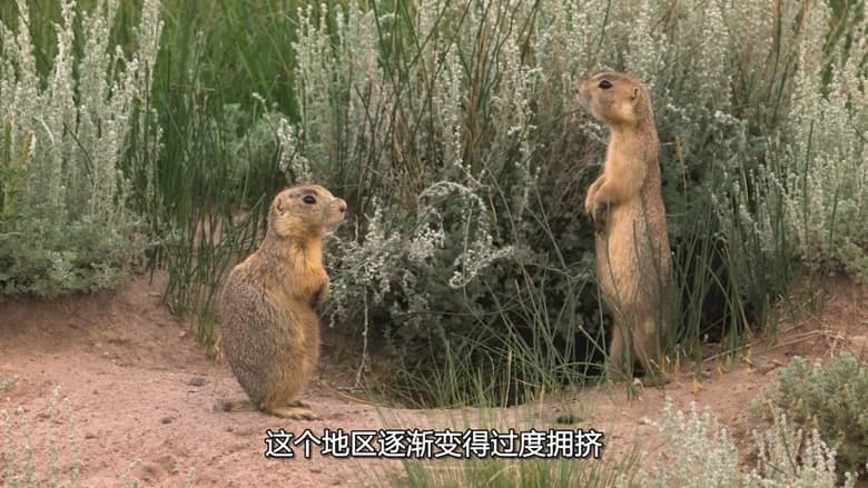 国家地理《土拨鼠大宅门 Prairie Dog Manor 2019》全12集 多国语言多国字幕 无水印纯净版 720P/MKV/14.4G 土拨鼠插图4