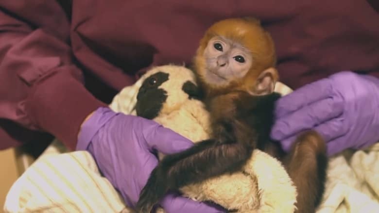 英国纪录片《逃离灭绝 Escape from Extinction 2020》英语中英双字 无水印纯净版 1080P/MKV/1.42G 濒危动物插图3 英国纪录片《逃离灭绝 Escape from Extinction 2020》英语中英双字 无水印纯净版 1080P/MKV/1.42G 濒危动物插图3