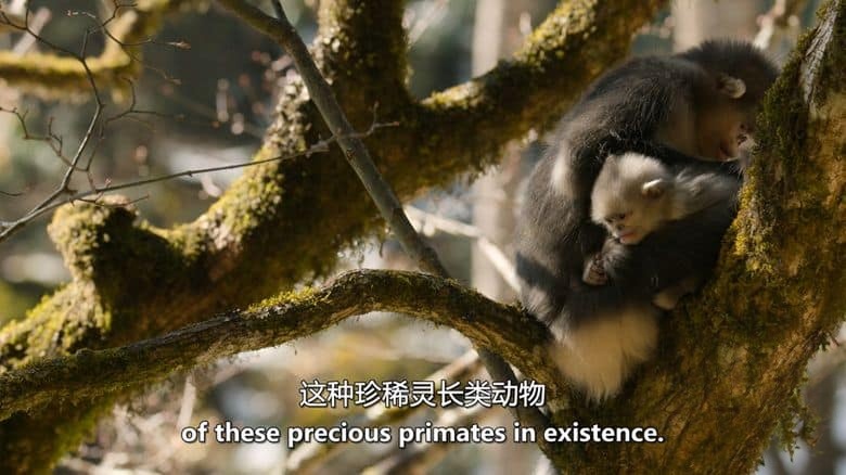 BBC纪录片《中国：自然古国 China：Nature’s Ancient Kingdom 2021》全3集 英语中英双字 无水印纯净版 1080P/MKV/9.91G 中国自然生态插图3