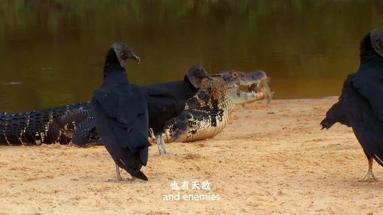 国家地理《蟒蛇：沉默杀手 Anaconda: Silent Killer 2014》英语中英双字 4K超清/2160P/MP4/1.49G 蟒蛇纪录片插图5