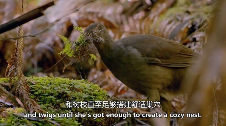 美国纪录片《澳洲野鸟 Wild Birds of Australia 2016》全4集 英语中英双字 无水印纯净版 1080P/MKV/7G 澳大利亚鸟类插图7 美国纪录片《澳洲野鸟 Wild Birds of Australia 2016》全4集 英语中英双字 无水印纯净版 1080P/MKV/7G 澳大利亚鸟类插图7
