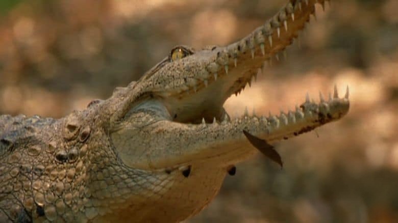 国家地理《澳大利亚的致命怪物 Australias Deadly Monsters 2017》全3集 英语中英双字 无水印纯净版 1080P/MKV/8.19G 致命动物插图4