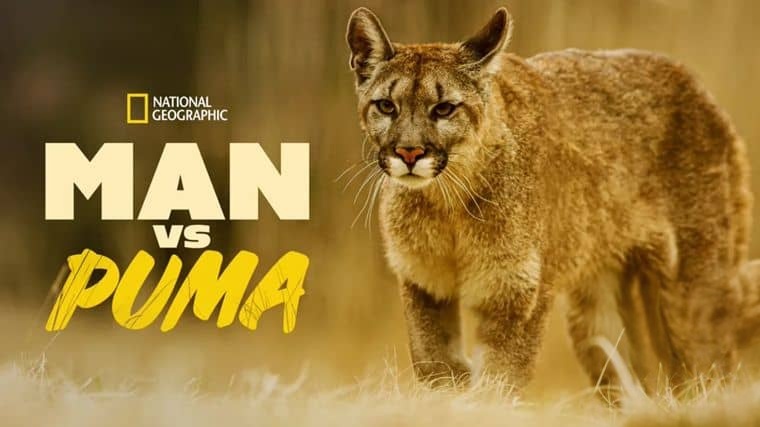 国家地理《对战美洲狮 Man vs. Puma 2018》英语中英双字 1080P/MP4/1.87G 美洲狮插图1 国家地理《对战美洲狮 Man vs. Puma 2018》英语中英双字 1080P/MP4/1.87G 美洲狮插图1