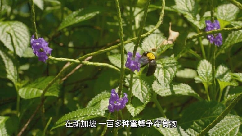 新加坡纪录片《野生城市:秘密世界 Wild City: Secret World 2019》英语多国字幕 无水印纯净版 1080P/MKV/1.76G 野生城市插图3 新加坡纪录片《野生城市:秘密世界 Wild City: Secret World 2019》英语多国字幕 无水印纯净版 1080P/MKV/1.76G 野生城市插图3