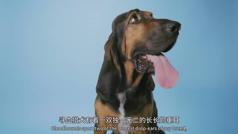国家地理《狗狗体型之谜 How Dogs Got Their Shapes 2016》英语中英双字 1080P/MP4/1.89G 狗狗插图4 国家地理《狗狗体型之谜 How Dogs Got Their Shapes 2016》英语中英双字 1080P/MP4/1.89G 狗狗插图4