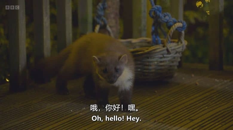 BBC纪录片《隐秘野性群岛 Hamza’s Hidden Wild Isles 2025》全4集 英语中英双字 无水印纯净版 1080P/MKV/8.85G 英国鲜为人知的岛屿插图7 BBC纪录片《隐秘野性群岛 Hamza’s Hidden Wild Isles 2025》全4集 英语中英双字 无水印纯净版 1080P/MKV/8.85G 英国鲜为人知的岛屿插图7