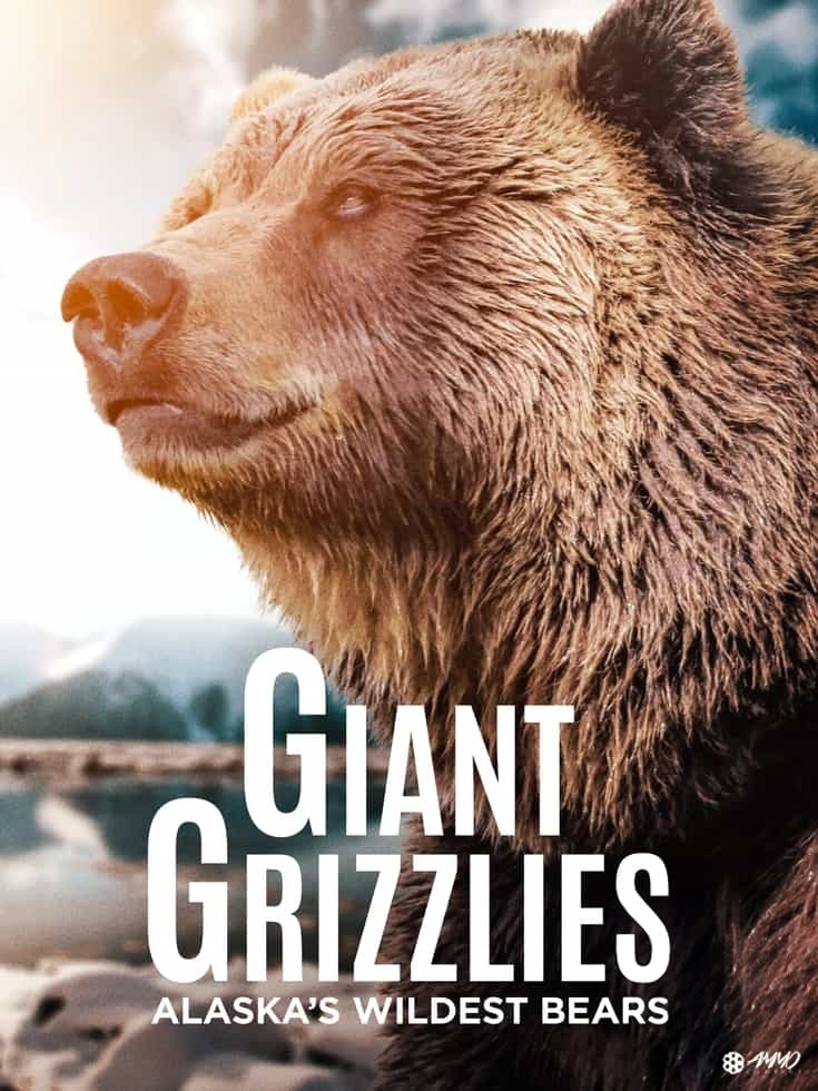 美国纪录片《巨型灰熊 Giant Grizzlies 2019》英语中英双字 无水印纯净版 1080P/MKV/4.85G 阿拉斯加巨型灰熊插图