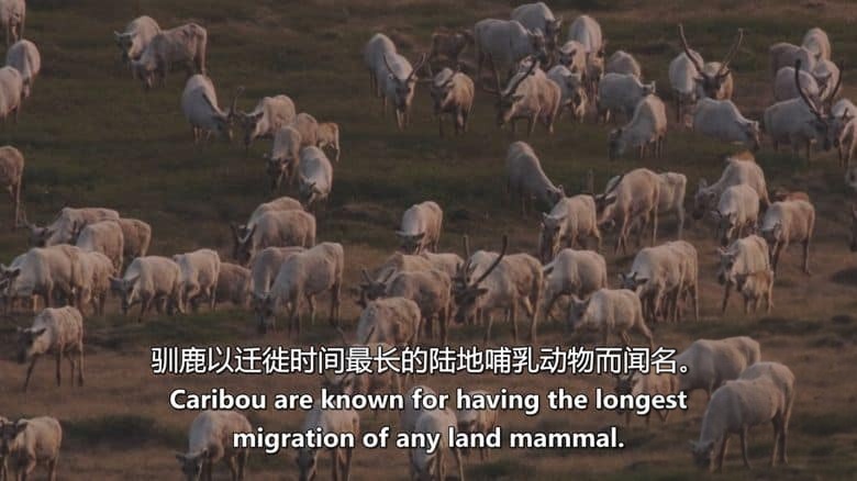 Sky纪录片《深潜北美 Deep Dive North America 2025》全6集 英语中英双字 无水印纯净版 1080P/MKV/16.9G 北美水上伊甸园插图6
