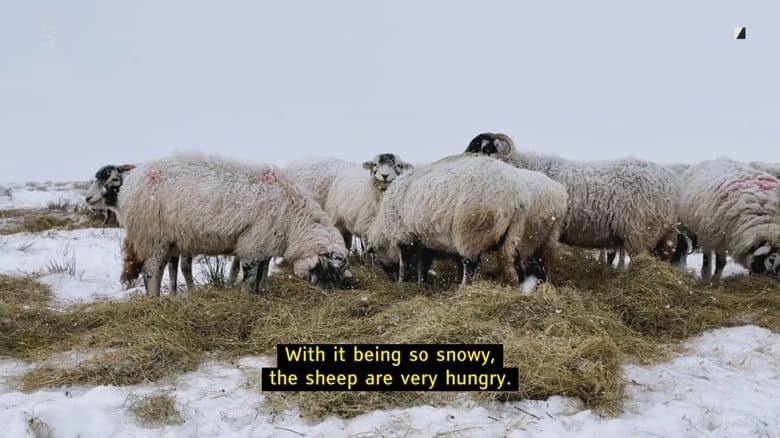 Ch5纪录片《我们约克郡的农场 Our Yorkshire Farm 2022》第5季全7集 英语英字 官方纯净版 1080P/MKV/13.4G 农场生活插图2 Ch5纪录片《我们约克郡的农场 Our Yorkshire Farm 2022》第5季全7集 英语英字 官方纯净版 1080P/MKV/13.4G 农场生活插图2
