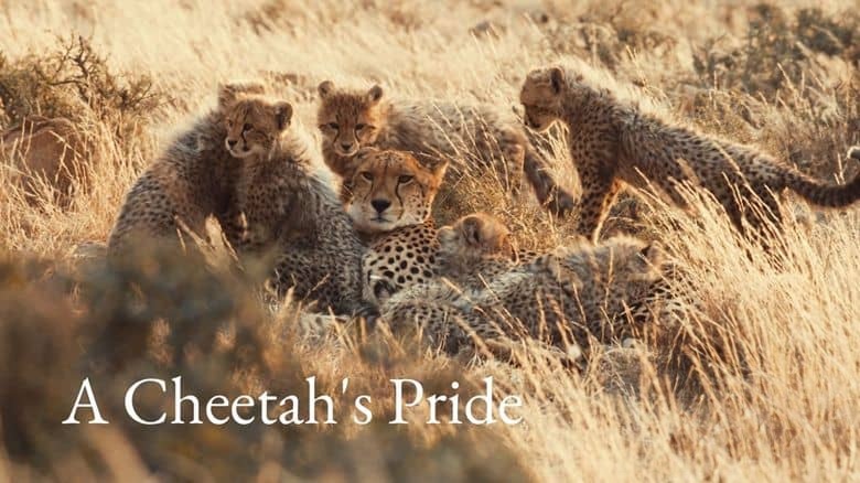 美国纪录片《猎豹的荣耀 A Cheetah’s Pride 2024》全3集 英语中英双字 无水印纯净版 1080P/MKV/8.37G 猎豹家族插图1 美国纪录片《猎豹的荣耀 A Cheetah’s Pride 2024》全3集 英语中英双字 无水印纯净版 1080P/MKV/8.37G 猎豹家族插图1