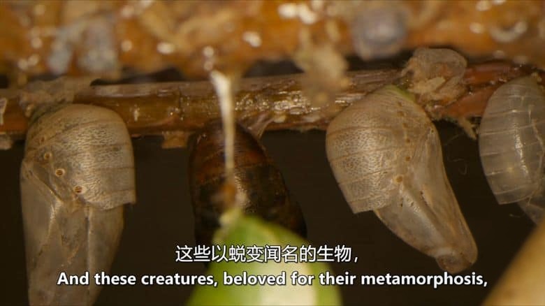 美国纪录片《虫临天下 Bugs That Rule the World 2025》第一季全4集 英语中英双字 无水印纯净版 1080P/MKV/7.28G 统治世界的虫族插图4