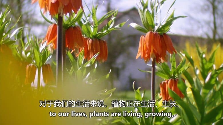 德国纪录片《植物的力量 Power of Plants 2022》全2集 英语中英双字 无水印纯净版 1080P/MKV/7G 植物的力量插图2