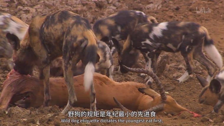 PBS纪录片《群狗逐狮 Dogs in the Land of Lions 2018》英语中英双字 1080P/MP4/2.15G 津巴布韦野狗插图4