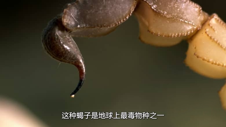 国家地理《非洲隐密珍宝 Africa’s Hidden Wonders 2020》全3集 英语多国字幕 无水印纯净版 1080P/MKV/7.36G 非洲野生生态插图3