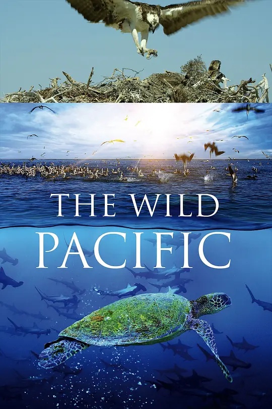 美国纪录片《狂野太平洋 The Wild Pacific 2016》英语中英双字 无水印纯净版 1080P/MKV/4.81G 太平洋生态插图