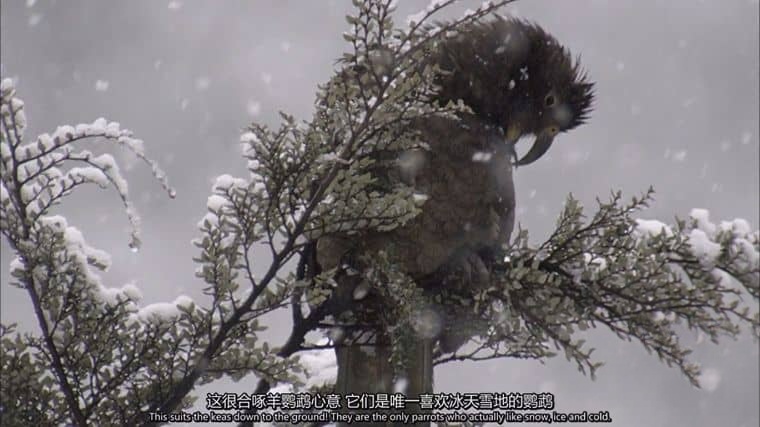 德国纪录片《喙与脑：使用工具的鸟类 Beak and Brain: Genius Birds from Down Under 2013》英语中英双字 1080P/MP4/1.44G 聪明的鸟类插图3