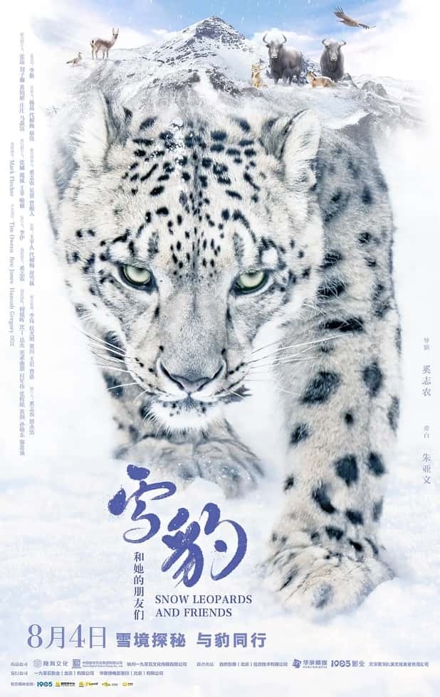 国产纪录片《雪豹和她的朋友们 Snow Leopards and Friends 2023》国语 4K超清/2160P/MP4/5.93G 高原雪豹插图