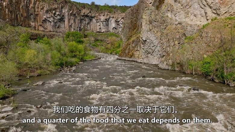 PBS纪录片《改变地球：河流修复 Changing Planet: Rivers Restoring 2025》英语中英双字 无水印纯净版 1080P/MKV/5.99G 河流修复插图5