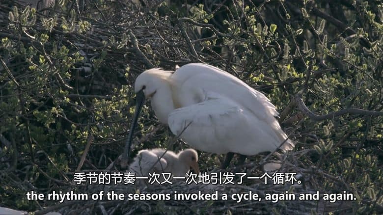 法国纪录片《狂野荷兰 Wild Holland 2017》全2集 英语中英双字 无水印纯净版 1080P/MKV/5.92G 野性荷兰插图1