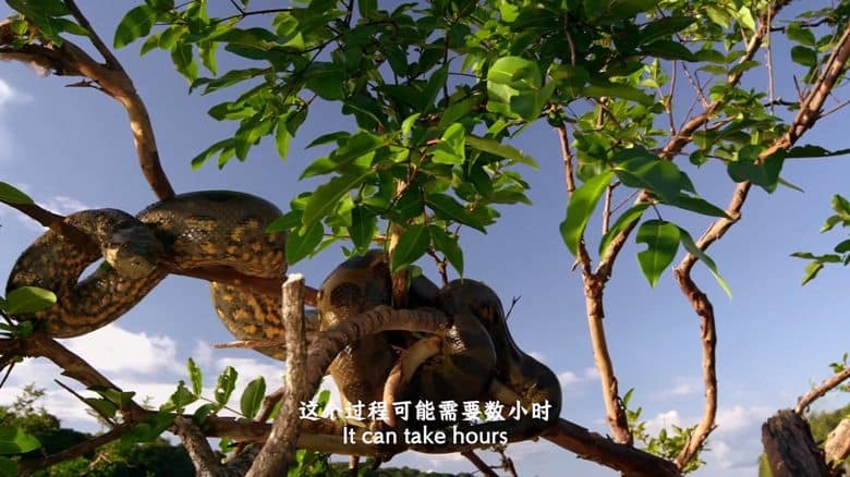 国家地理《蟒蛇：沉默杀手 Anaconda: Silent Killer 2014》英语中英双字 4K超清/2160P/MP4/1.49G 蟒蛇纪录片插图3
