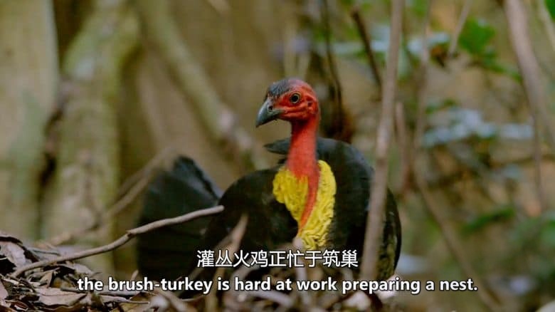 美国纪录片《澳洲野鸟 Wild Birds of Australia 2016》全4集 英语中英双字 无水印纯净版 1080P/MKV/7G 澳大利亚鸟类插图5 美国纪录片《澳洲野鸟 Wild Birds of Australia 2016》全4集 英语中英双字 无水印纯净版 1080P/MKV/7G 澳大利亚鸟类插图5