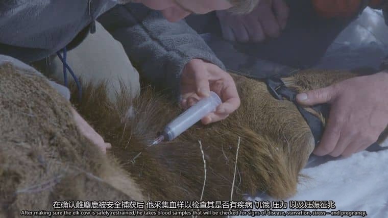史密森尼频道《黄石公园之谜 Mystery in Yellowstone 2015》英语中英双字 1080P/MP4/1.27G 黄石公园插图5