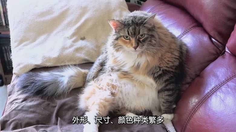 国家地理《动物大对决 Animal Showdown 2018》全6集 多国语言多国字幕 无水印纯净版 720P/MKV/1.13G 动物短片插图4