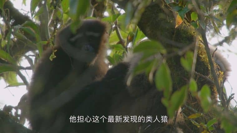 国产纪录片《天行情歌 A Song for Love 2020》国语中字 1080P/MP4/1.27G 中国自然生态插图2