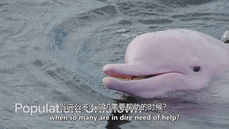 英国纪录片《逃离灭绝 Escape from Extinction 2020》英语中英双字 无水印纯净版 1080P/MKV/1.42G 濒危动物插图7 英国纪录片《逃离灭绝 Escape from Extinction 2020》英语中英双字 无水印纯净版 1080P/MKV/1.42G 濒危动物插图7