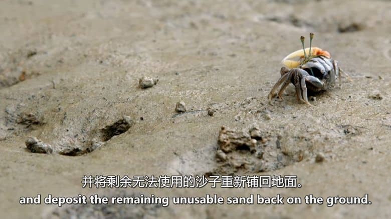 澳大利亚纪录片《荒蛮之地：太平洋 Wildest Places: Pacific 2019》第二季全4集 英语中英双字 无水印纯净版 1080P/MKV/14.3G 狂野太平洋插图4