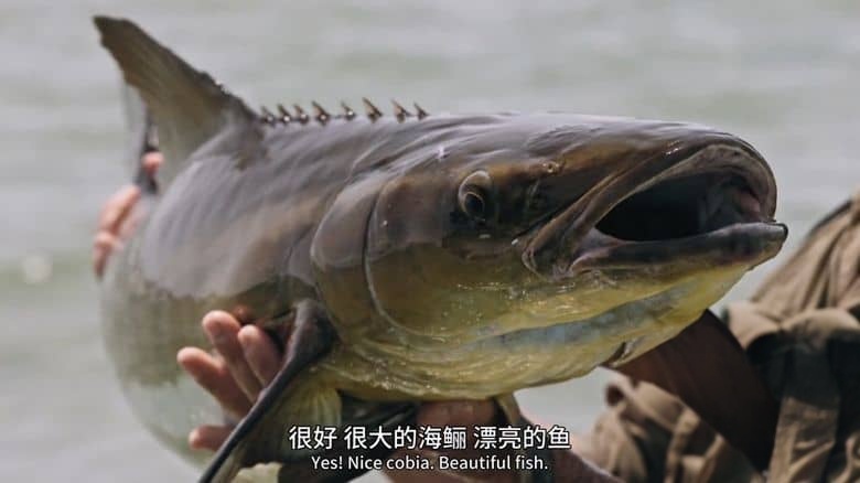 国家地理《追踪巨型鱼 Last of the Giants 2025》第三季全8集 中英双语中字 1080P/MP4/13.3G 探索巨型鱼类插图2 国家地理《追踪巨型鱼 Last of the Giants 2025》第三季全8集 中英双语中字 1080P/MP4/13.3G 探索巨型鱼类插图2