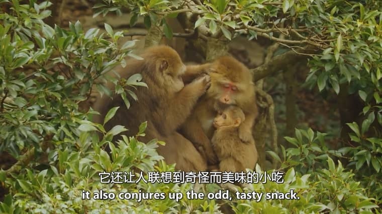 美国纪录片《狂野中南半岛 Wildest Indochina 2014》全5集 英语中英双字 无水印纯净版 1080P/MKV/16.8G 中南半岛生态插图7