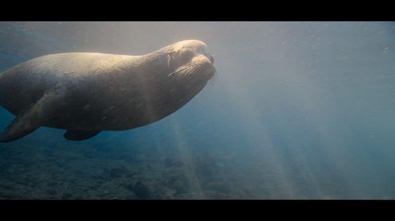 迪士尼纪录片《海狮利奥环岛记 Sea Lions of the Galápagos 2025》英语多国中字 无水印纯净版 1080P/MKV/4.62G 海狮利奥插图4 迪士尼纪录片《海狮利奥环岛记 Sea Lions of the Galápagos 2025》英语多国中字 无水印纯净版 1080P/MKV/4.62G 海狮利奥插图4