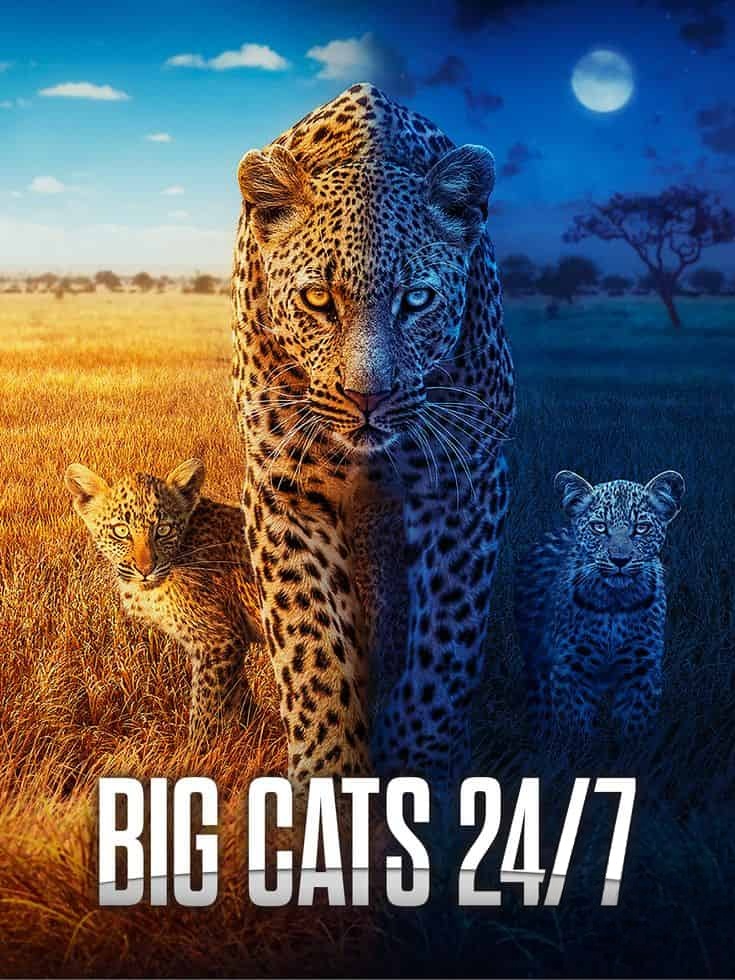 BBC纪录片《大猫全实录 Big Cats 24/7 2025》第二季全3集 英语中英双字 无水印纯净版 1080P/MKV/10.6G 猫科动物插图 BBC纪录片《大猫全实录 Big Cats 24/7 2025》第二季全3集 英语中英双字 无水印纯净版 1080P/MKV/10.6G 猫科动物插图