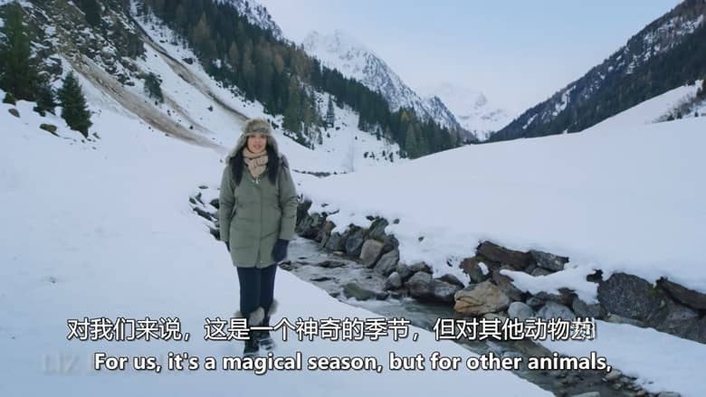 BBC纪录片《雪地动物 Snow Animals 2019》英语中英双字 无水印纯净版 1080P/MKV/1.03G 雪地动物插图2 BBC纪录片《雪地动物 Snow Animals 2019》英语中英双字 无水印纯净版 1080P/MKV/1.03G 雪地动物插图2