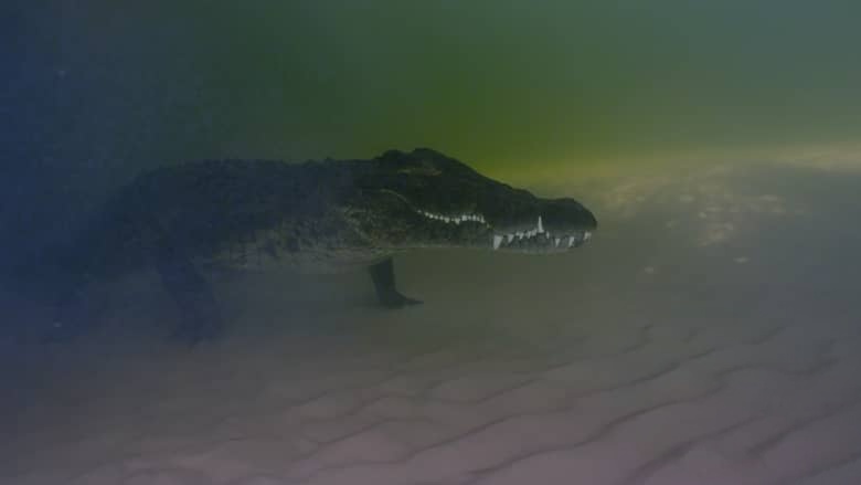 BBC纪录片《河马:非洲的河流巨人 Hippos: Africa’s River Giants 2019》英语中英双字 1080P/MKV/1.35G 非洲河马插图2 BBC纪录片《河马:非洲的河流巨人 Hippos: Africa’s River Giants 2019》英语中英双字 1080P/MKV/1.35G 非洲河马插图2