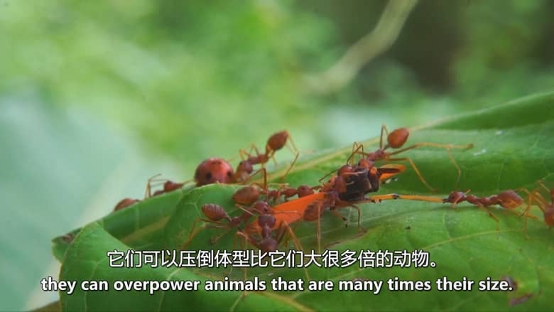 德国纪录片《螳螂:欺骗大师 Mantises:Masters of Deception 2019》英语中英双字 无水印纯净版 1080P/MKV/1.79G 螳螂纪录片插图6 德国纪录片《螳螂:欺骗大师 Mantises:Masters of Deception 2019》英语中英双字 无水印纯净版 1080P/MKV/1.79G 螳螂纪录片插图6