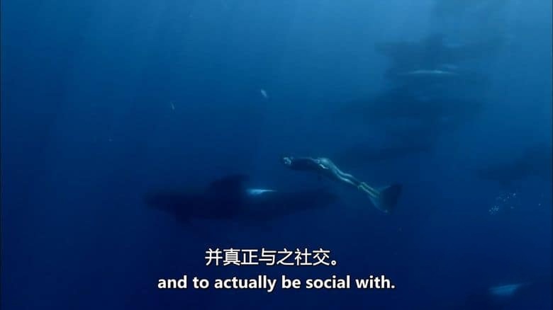 加拿大纪录片《海洋冒险家 Ocean Adventurer 2016》全2集 英语中英双字 无水印纯净版 1080P/MKV/5.52G 海洋生态插图4 加拿大纪录片《海洋冒险家 Ocean Adventurer 2016》全2集 英语中英双字 无水印纯净版 1080P/MKV/5.52G 海洋生态插图4