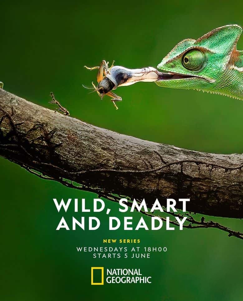 国家地理《荒野、智慧与致命杀机 Wild, Smart, and Deadly 2024》全6集 英语中英双字 无水印纯净版 1080P/MP4/2.89G 动物生存进化插图