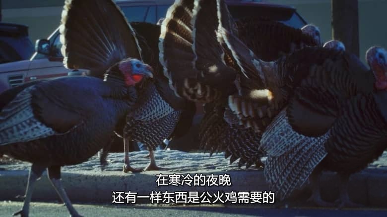 国家地理《美国动物百科 United States of Animals 2016》全12集 多国语言多国字幕 无水印纯净版 720P/MKV/10.8G 美国野生动物插图3