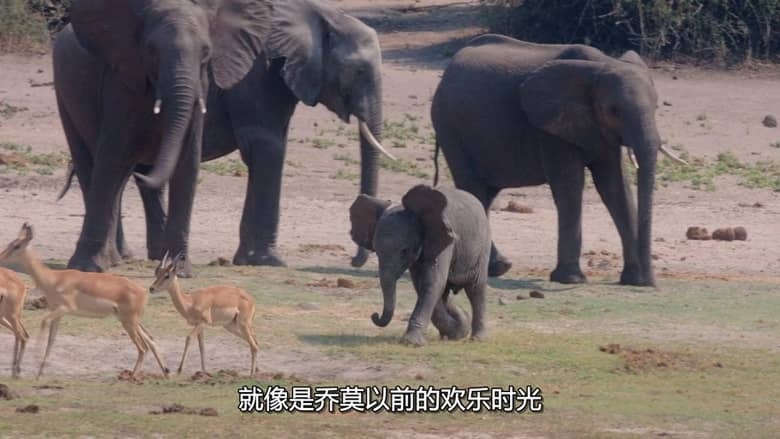 迪士尼纪录片《万象之家 Elephant 2020》多国语言多国字幕 无水印纯净版 720P/MKV/8.14G 大象迁徙插图6 迪士尼纪录片《万象之家 Elephant 2020》多国语言多国字幕 无水印纯净版 720P/MKV/8.14G 大象迁徙插图6