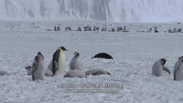 新西兰纪录片《最后的海洋 The Last Ocean 2012》英语中英双字 1080P/MP4/1.49G 南极洲罗斯海插图3