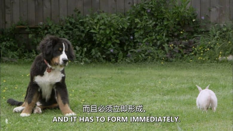PBS纪录片《奇特的动物伙伴 Animal Odd Couples 2013》英语中英双字 无水印纯净版 1080P/MKV/4.57G 怪异动物伴侣插图2